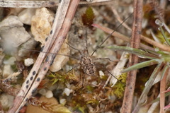 Dasylobus graniferus