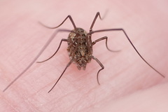 Dasylobus graniferus