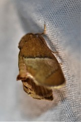 Apoda rectilinea