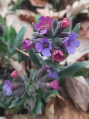 Pulmonaria mollis