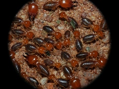 Syntermes molestus