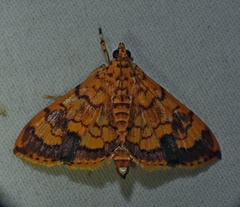 Portentomorpha xanthialis