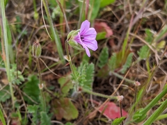 Erodium