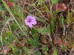 Erodium