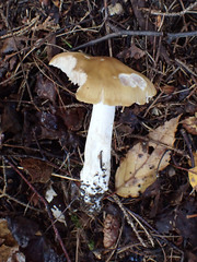 Entoloma bicolor