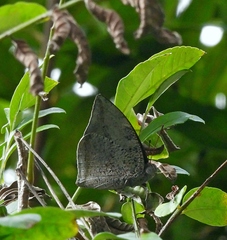 Polygrapha xenocrates