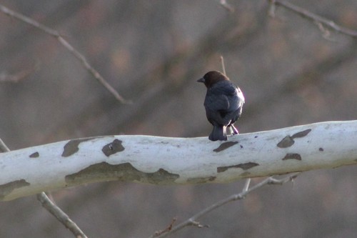 Brown-headed Cowbird photographed in Kentucky