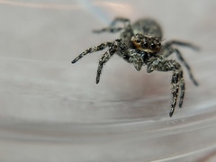 Platycryptus undatus
