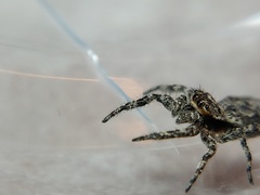 Platycryptus undatus