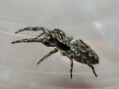 Platycryptus undatus