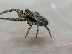 Platycryptus undatus