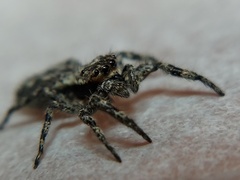 Platycryptus undatus