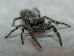 Platycryptus undatus