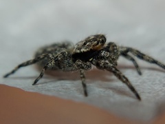 Platycryptus undatus