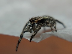 Platycryptus undatus