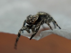 Platycryptus undatus