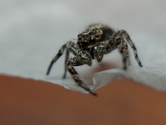 Platycryptus undatus