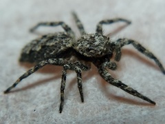 Platycryptus undatus