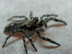 Platycryptus undatus