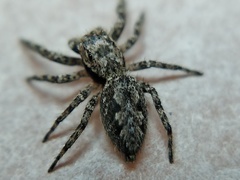 Platycryptus undatus