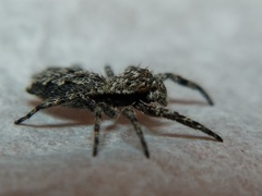 Platycryptus undatus