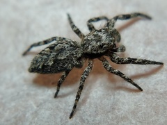 Platycryptus undatus