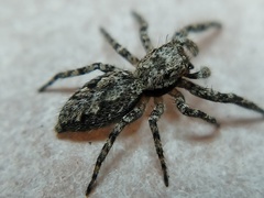 Platycryptus undatus