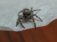 Platycryptus undatus