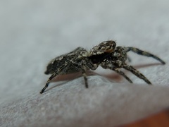 Platycryptus undatus