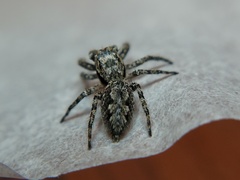 Platycryptus undatus