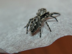 Platycryptus undatus