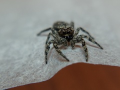 Platycryptus undatus