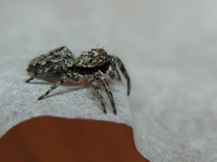 Platycryptus undatus