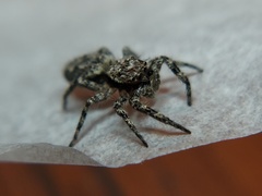 Platycryptus undatus