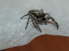 Platycryptus undatus