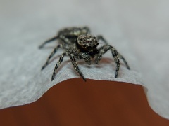 Platycryptus undatus