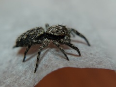 Platycryptus undatus