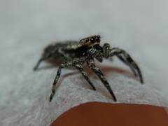 Platycryptus undatus