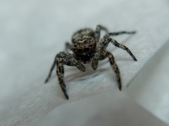 Platycryptus undatus