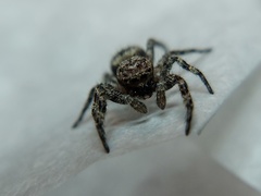 Platycryptus undatus