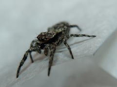 Platycryptus undatus