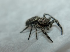 Platycryptus undatus