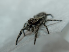 Platycryptus undatus