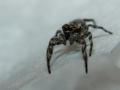Platycryptus undatus