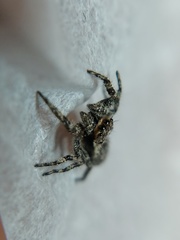 Platycryptus undatus