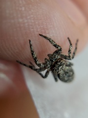 Platycryptus undatus