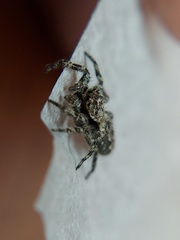 Platycryptus undatus