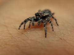 Platycryptus undatus
