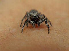 Platycryptus undatus