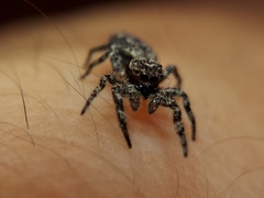 Platycryptus undatus